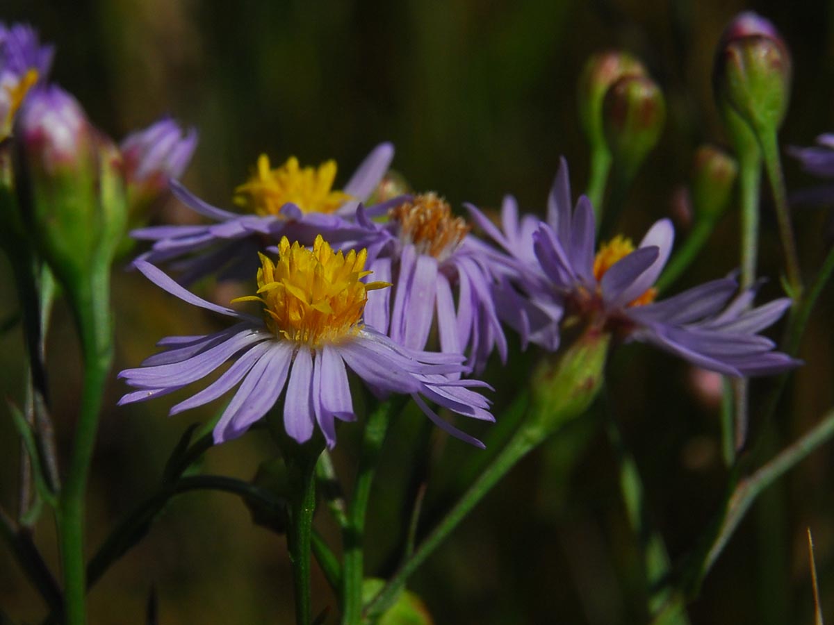 Röhrenblüten